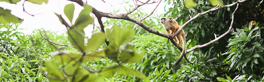 monkeys in a tree in costa rica