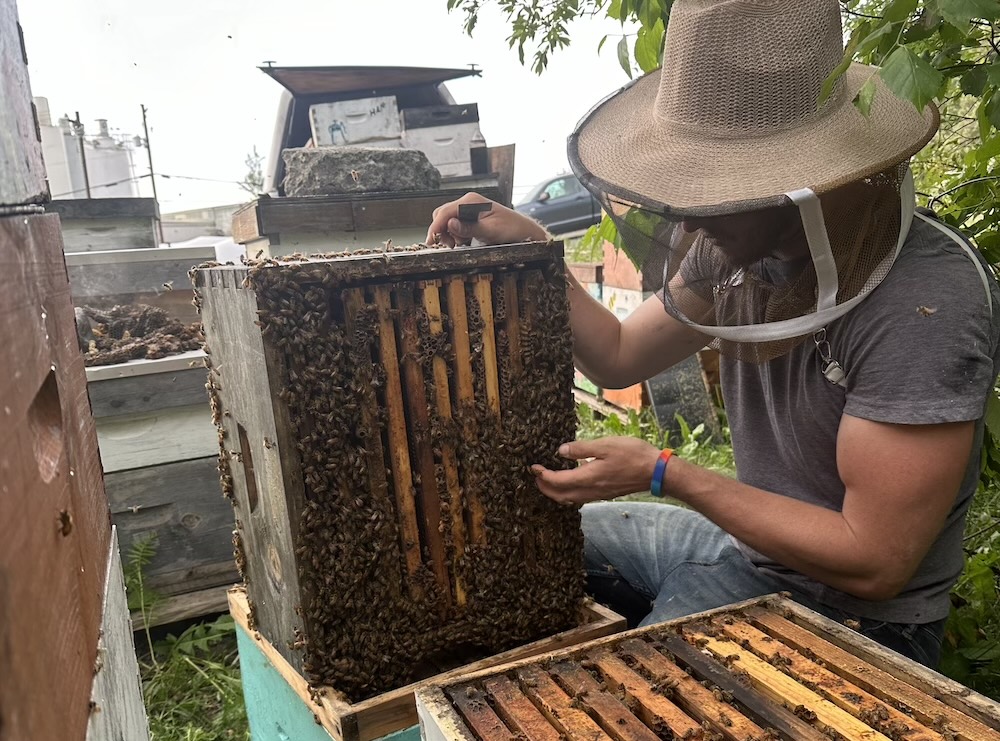 costa rica bees