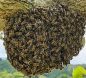 bee venom therapy
